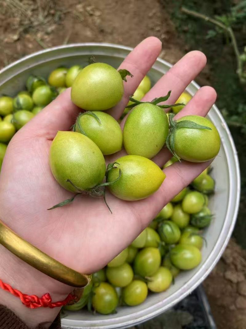 寿光产地测糖小番茄青甜青甜二号新鲜采摘产地直达