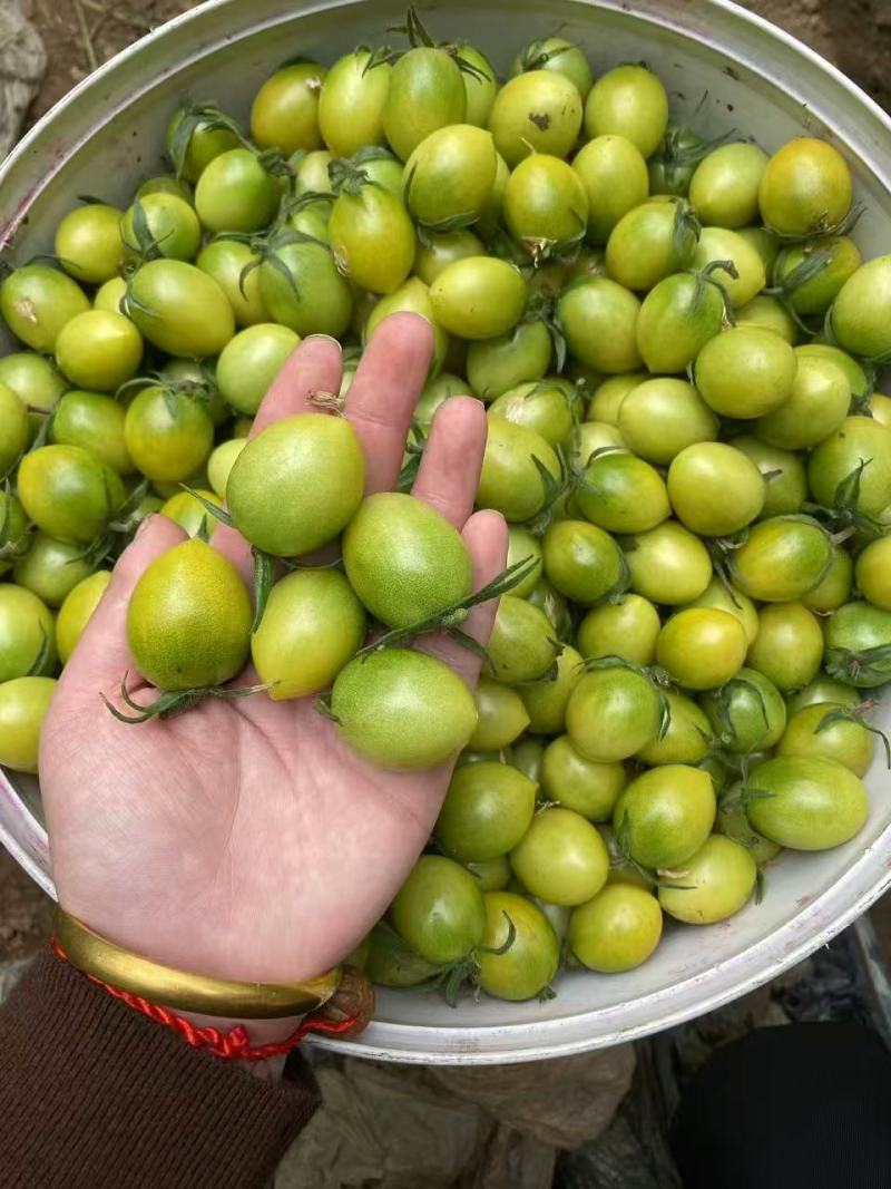寿光产地测糖小番茄青甜青甜二号新鲜采摘产地直达