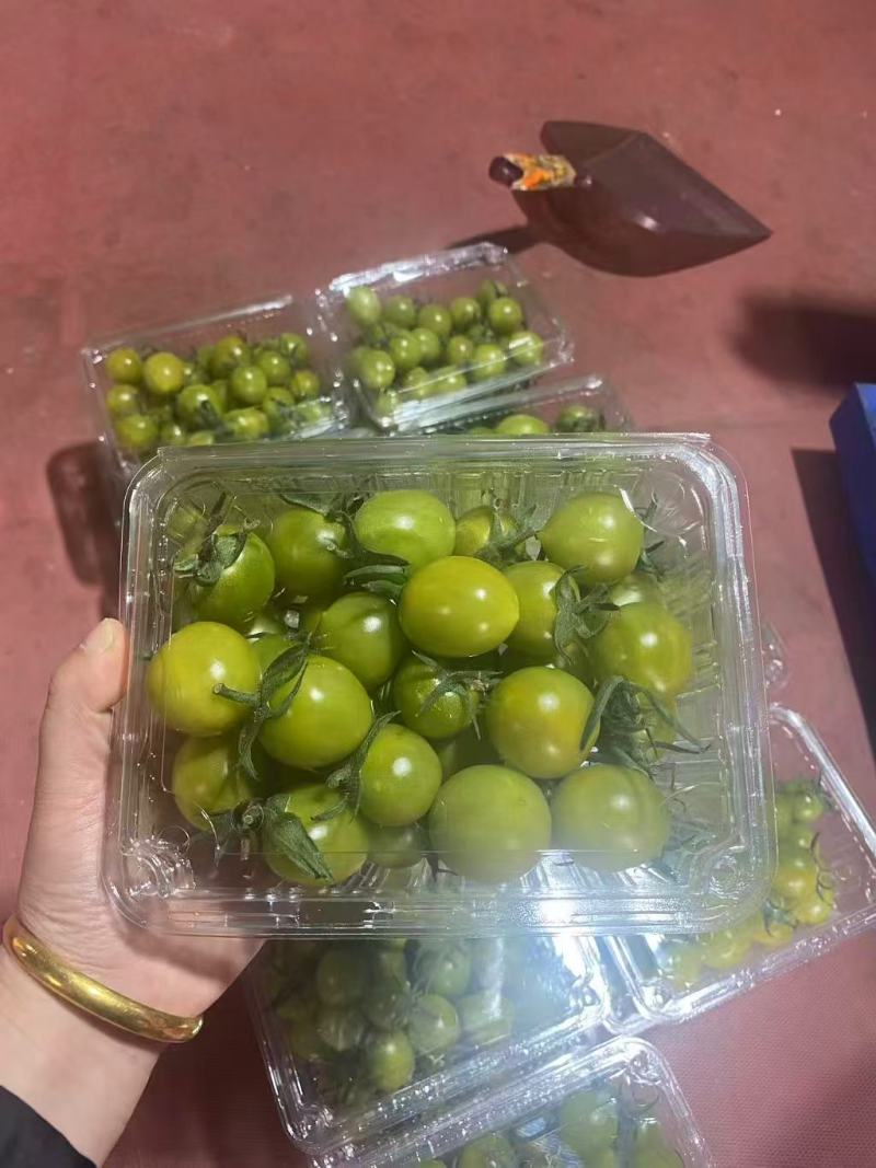 寿光产地测糖小番茄青甜青甜二号新鲜采摘产地直达
