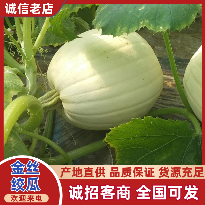 安徽宿州精品金丝搅瓜种植基地现摘现发货源充足欢迎来电