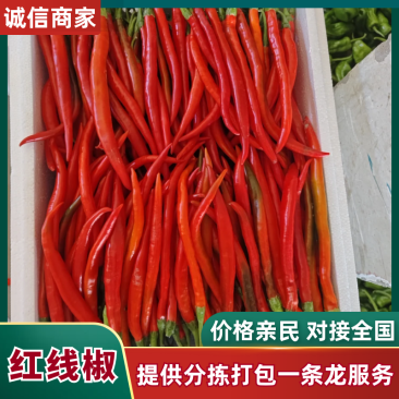 安徽红线椒/3号红对接商超批发市场/欢迎咨询