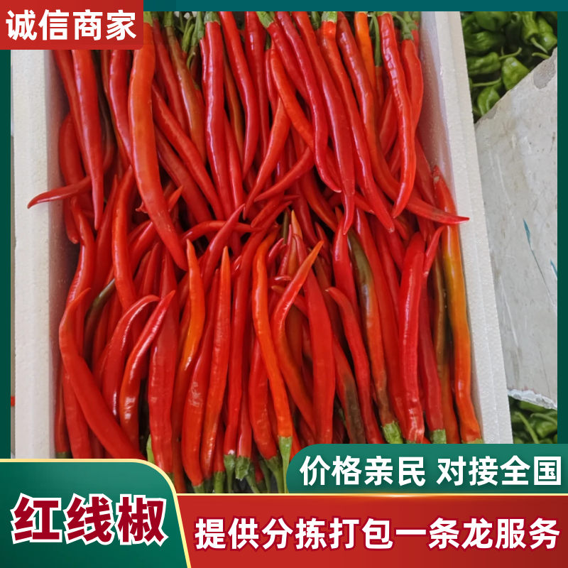 安徽红线椒/3号红对接商超批发市场/欢迎咨询