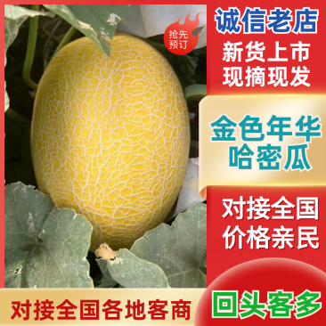 新疆吐鲁番精品哈密瓜金色年华/产地直发量大价优诚信经营