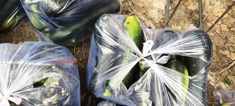 南瓜嫩南瓜产地直发品相好发全国保质保量欢迎电联
