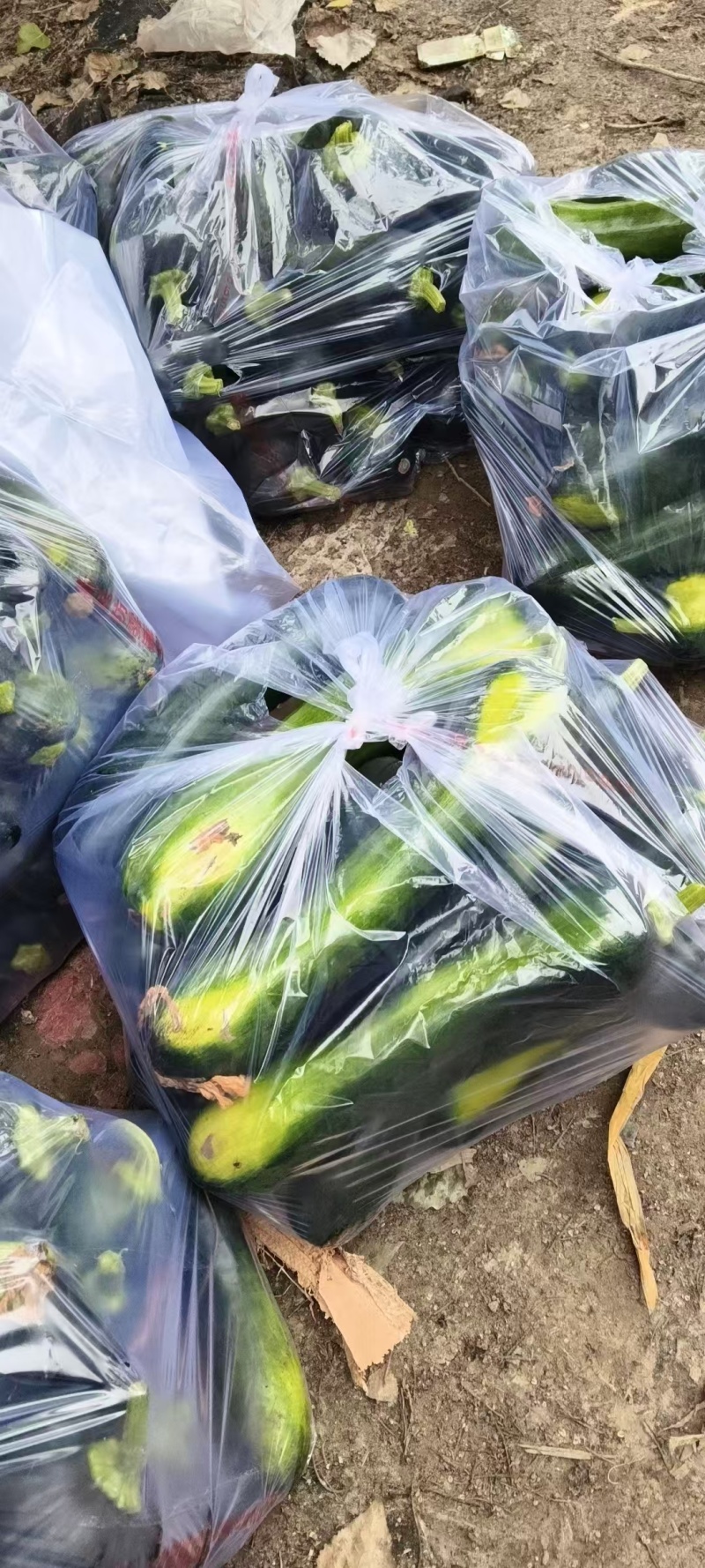 南瓜嫩南瓜产地直发品相好发全国保质保量欢迎电联