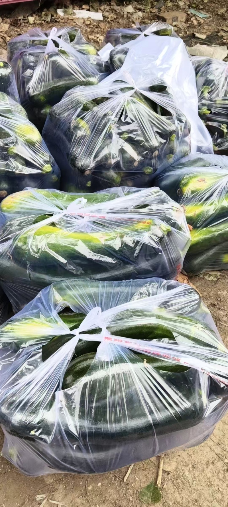 南瓜嫩南瓜产地直发品相好发全国保质保量欢迎电联