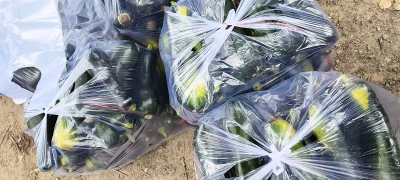 南瓜嫩南瓜产地直发品相好发全国保质保量欢迎电联