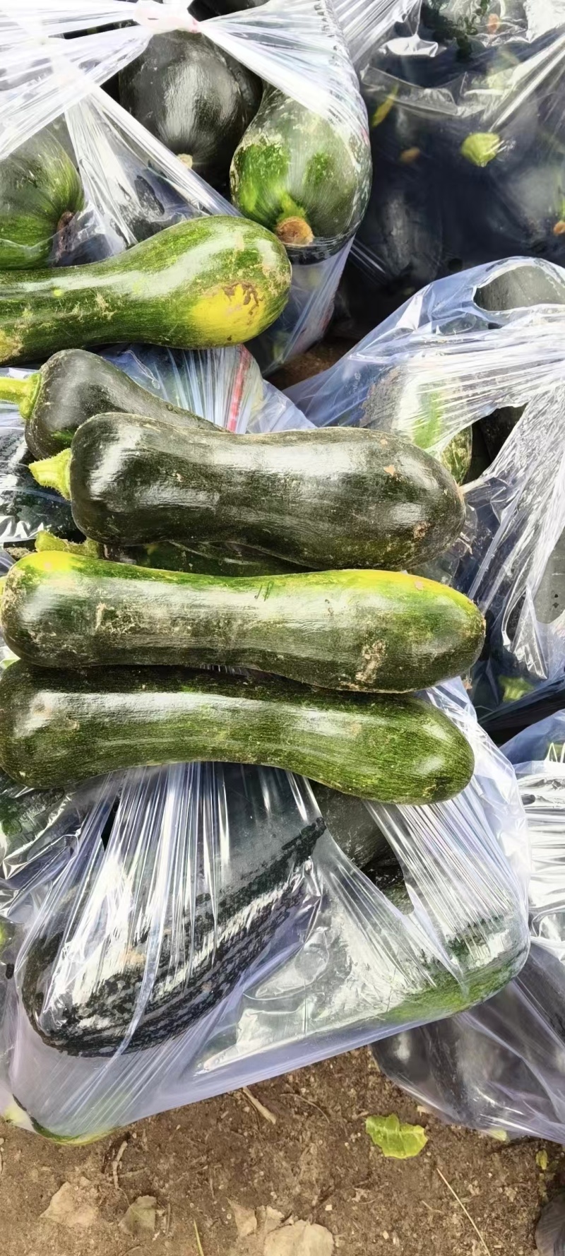 南瓜嫩南瓜产地直发品相好发全国保质保量欢迎电联