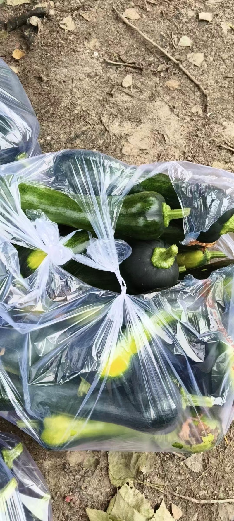 南瓜嫩南瓜产地直发品相好发全国保质保量欢迎电联