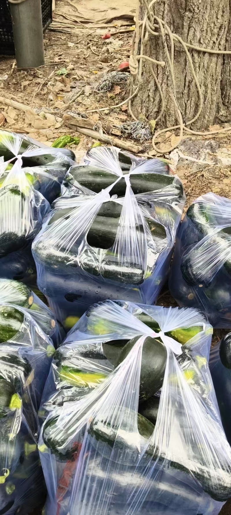南瓜嫩南瓜产地直发品相好发全国保质保量欢迎电联