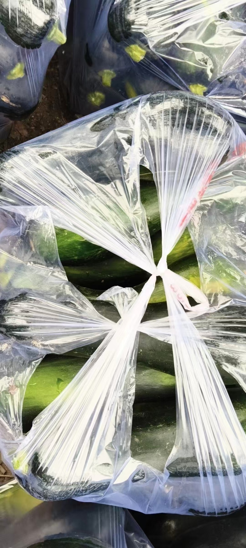 南瓜嫩南瓜产地直发品相好发全国保质保量欢迎电联