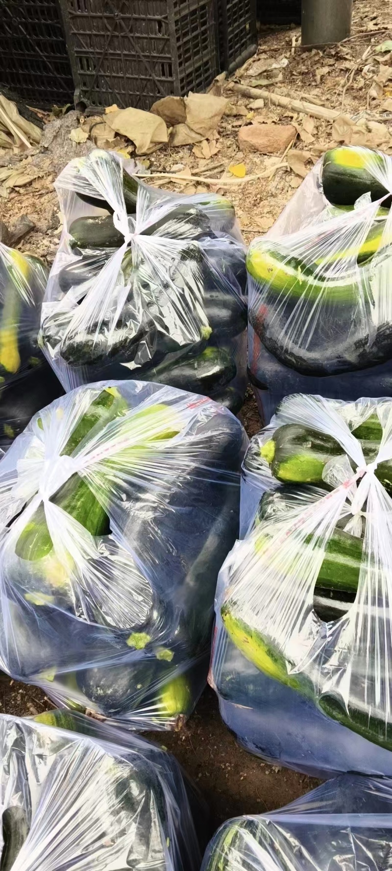 南瓜嫩南瓜产地直发品相好发全国保质保量欢迎电联