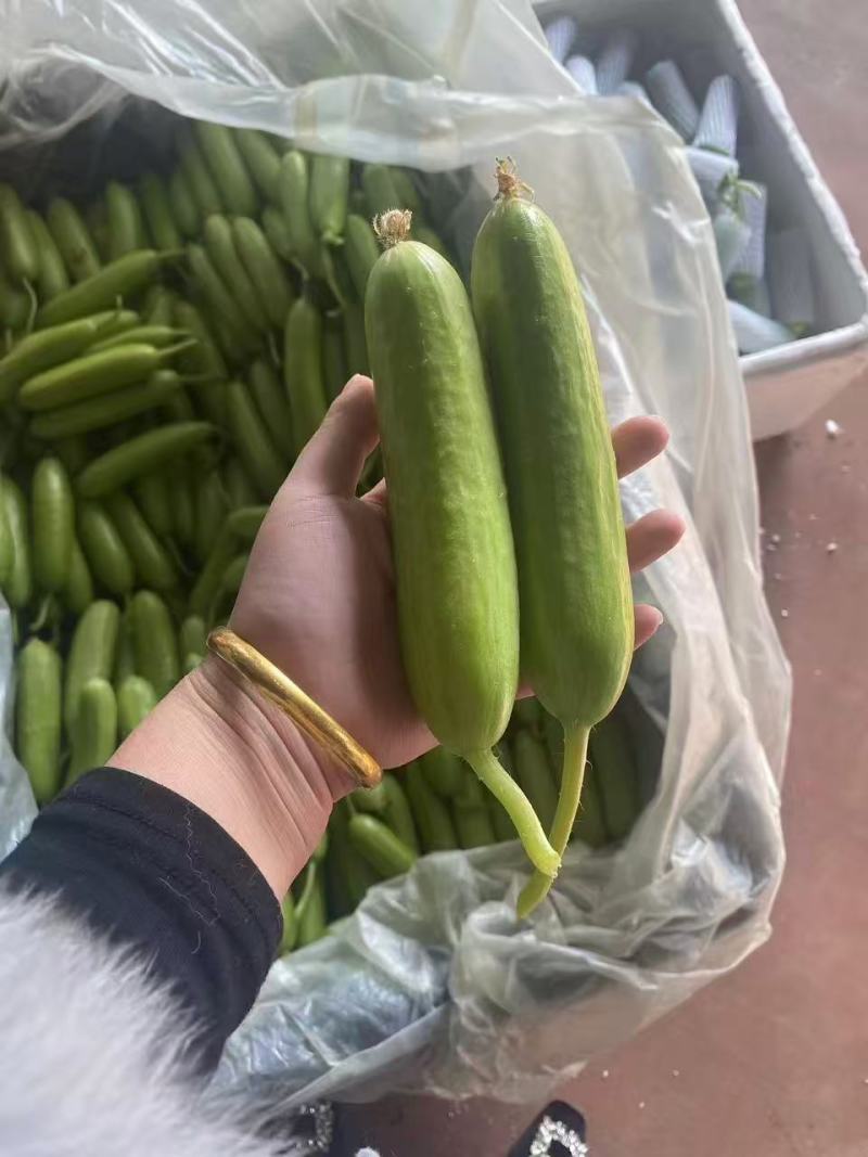 奶油黄瓜，产地直采，精品现货速发，味美价廉欢迎选购
