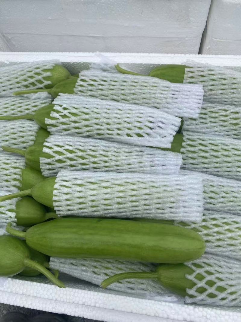 奶油黄瓜，产地直采，精品现货速发，味美价廉欢迎选购