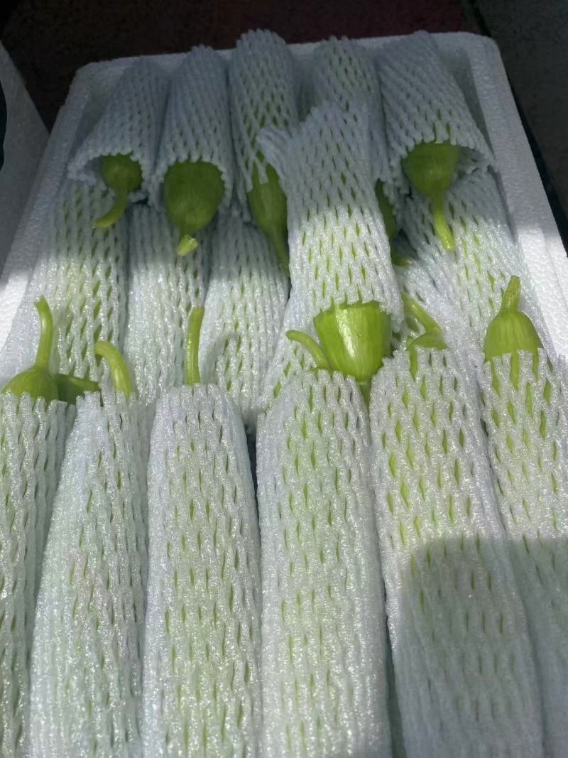 奶油黄瓜，产地直采，精品现货速发，味美价廉欢迎选购