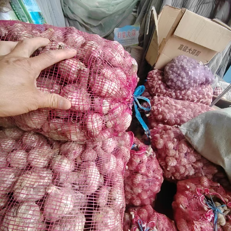 山东新鲜大蒜通货大量上市基地直发质量保证量大优惠