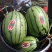 小糖丸西瓜🍉精品小吊瓜全美2K瓜价格美丽先到先得可对接
