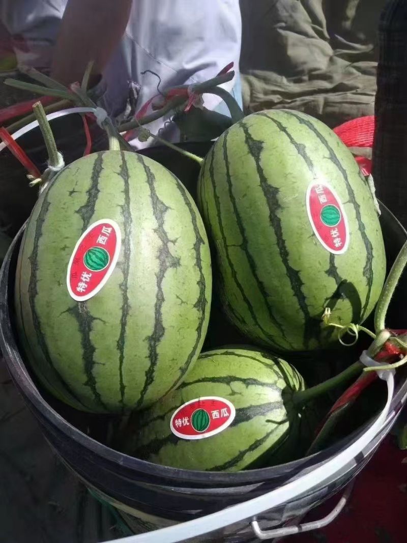 【热卖推荐】全美2K西瓜🍉小吊瓜产地直发量大从优可视频看