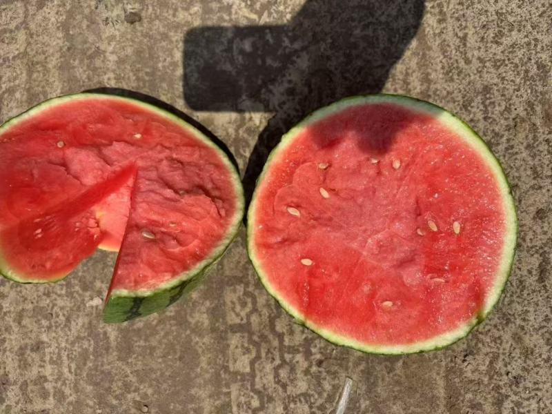 【热卖推荐】全美2K西瓜🍉小吊瓜产地直发量大从优可视频看