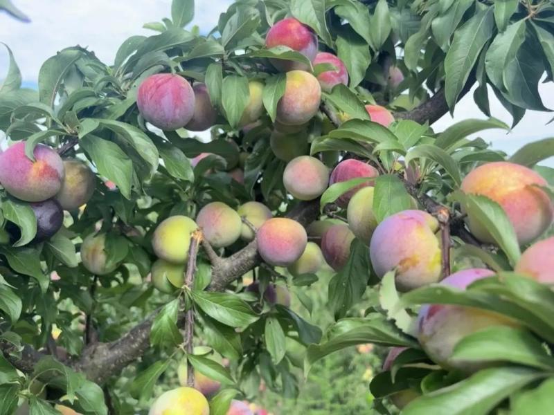 【优选】八宝丹李基地直发现摘现发可视频看货保质量