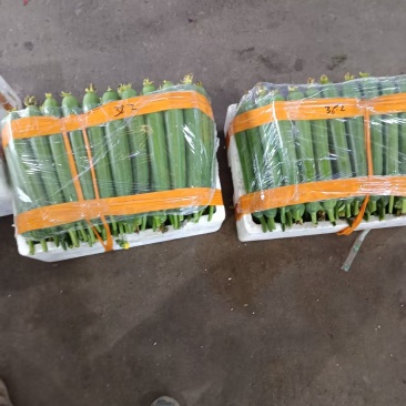 精品油皮丝瓜大量上市产地直发价格优惠欢迎来电洽谈