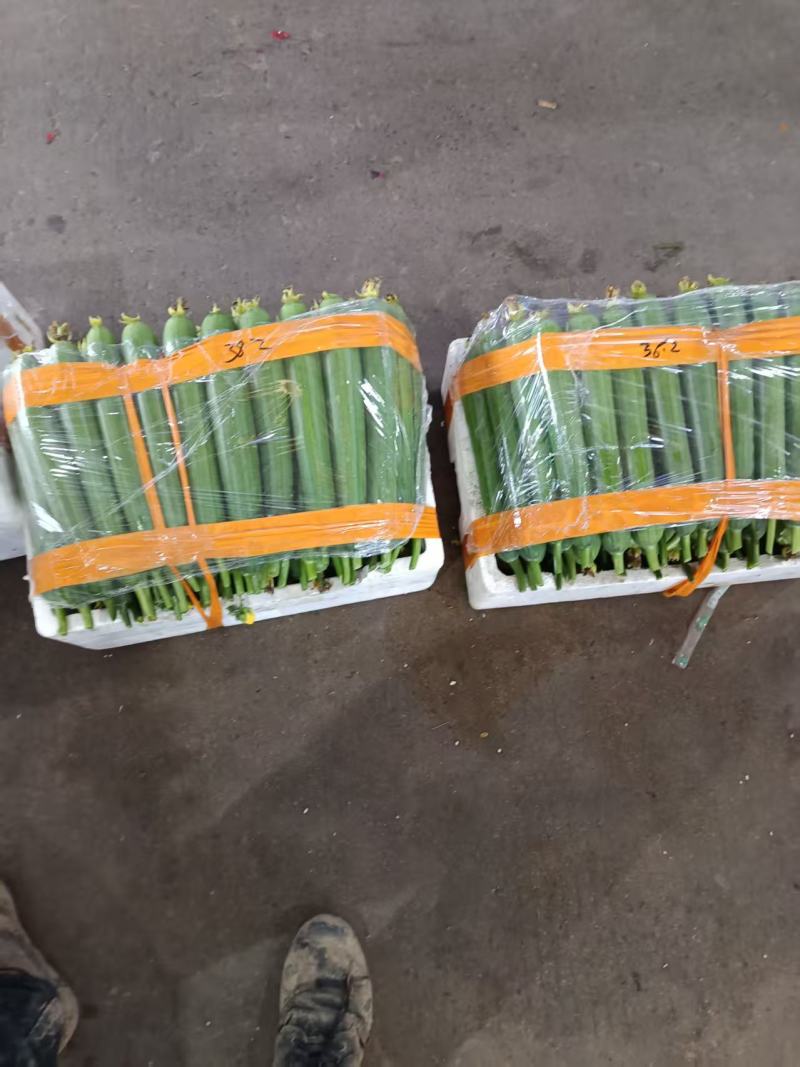 精品油皮丝瓜大量上市产地直发价格优惠欢迎来电洽谈