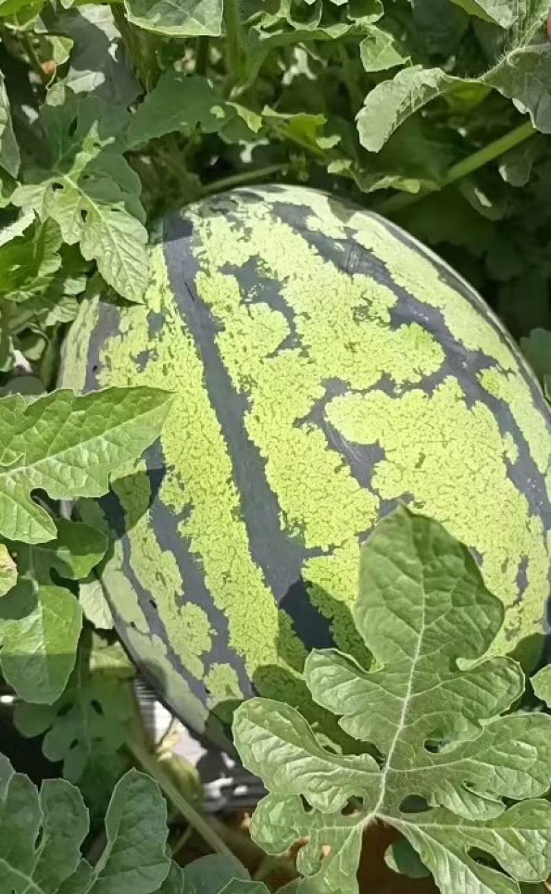 甜王西瓜精品西瓜🍉产地直发量大从优可对接全国客商市场等