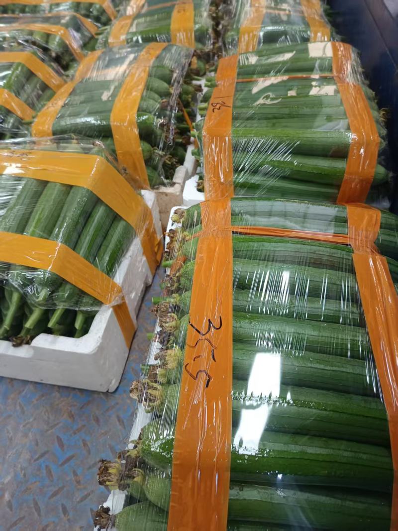 精品油皮丝瓜大量上市产地直发价格优惠欢迎来电洽谈