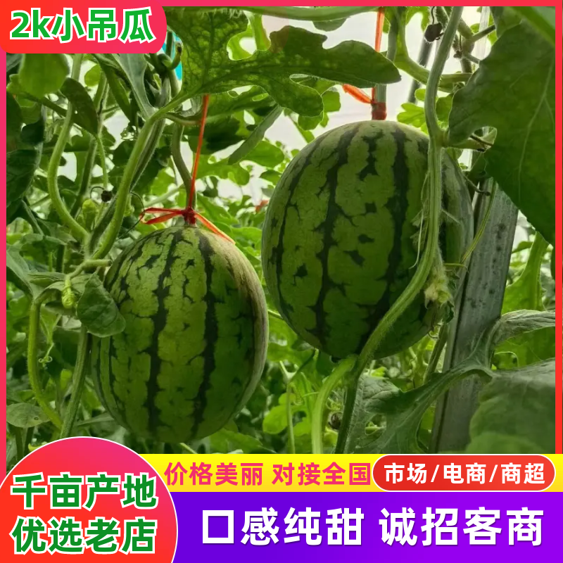 【热卖推荐】全美2K西瓜🍉小吊瓜产地直发量大从优可视频看