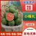 吊秧小西瓜小糖丸西瓜🍉精品西瓜几十万斤品质保障先到先得