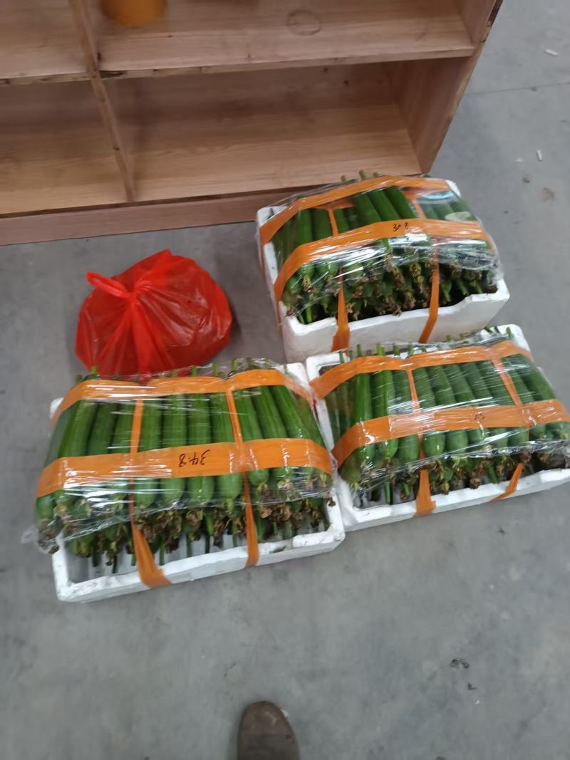 精品油皮丝瓜大量上市产地直发价格优惠欢迎来电洽谈