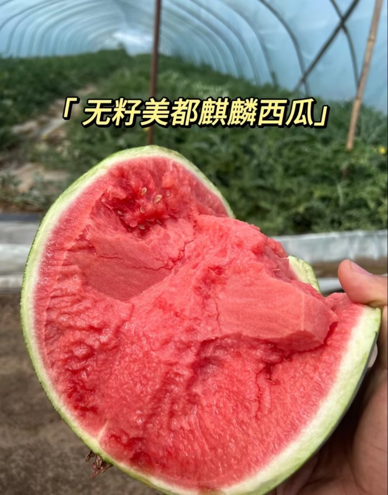 精品西瓜基地直发大量上市代发全国欢迎