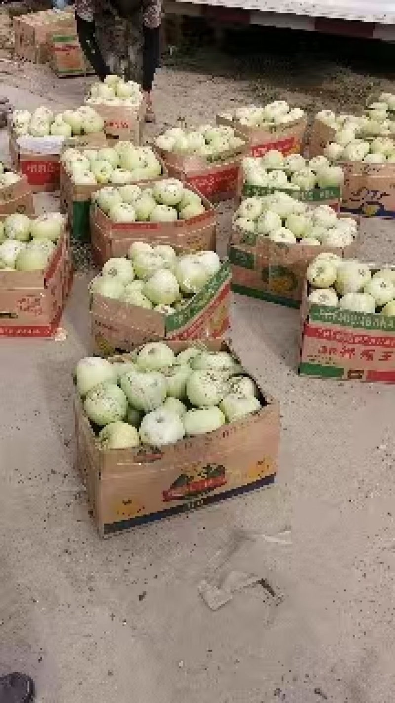 湖北甜宝绿宝甜瓜，质量好甜度高，产地一手货