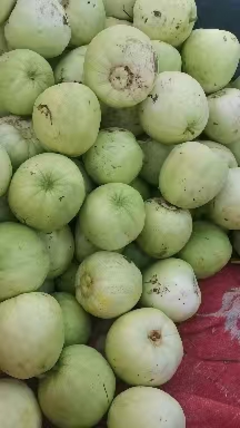 湖北甜宝绿宝甜瓜，质量好甜度高，产地一手货