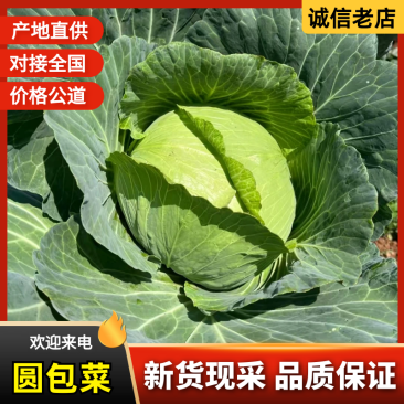 圆包菜圆甘蓝，产地直发，一手货源，保质保量，大吨位供货