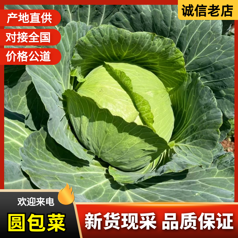 圆包菜圆甘蓝，产地直发，一手货源，保质保量，大吨位供货