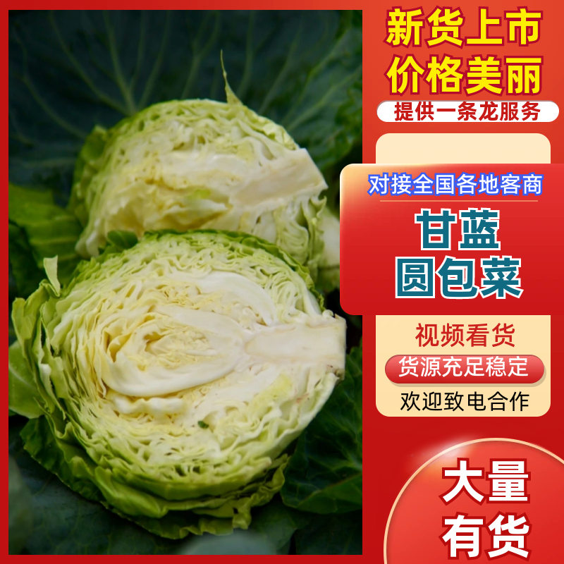 甘蓝中甘甘蓝，山西甘蓝，产地直发，规格齐全，可视频看货