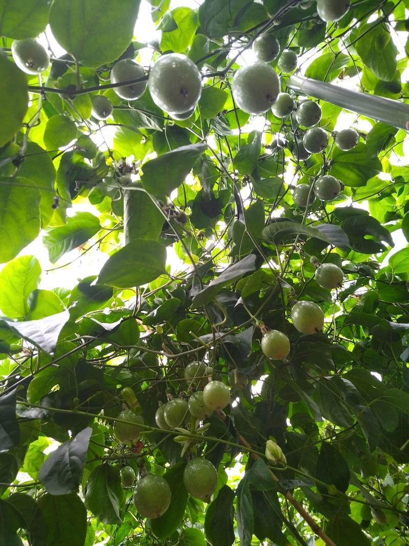 广东阳江精品黄金百香果/价格便宜产地直发欢迎联系