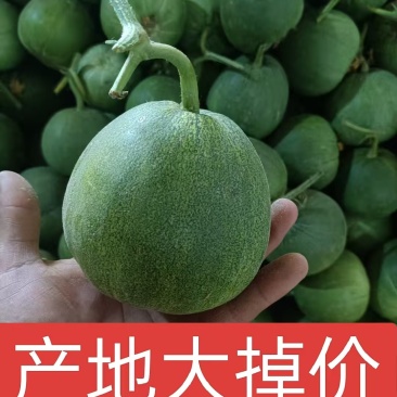 绿宝甜瓜山东甜瓜，产地一手货源，规格齐全，代发全国