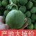绿宝甜瓜山东甜瓜，产地一手货源，规格齐全，代发全国