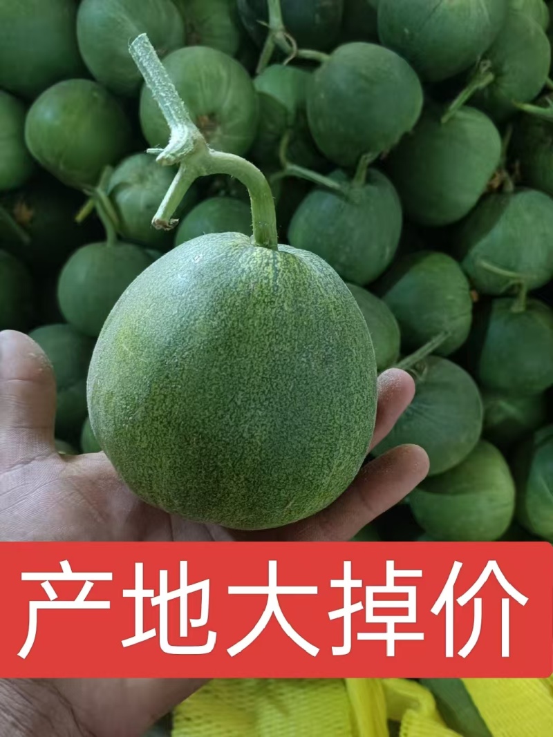 绿宝甜瓜山东甜瓜，产地一手货源，规格齐全，代发全国