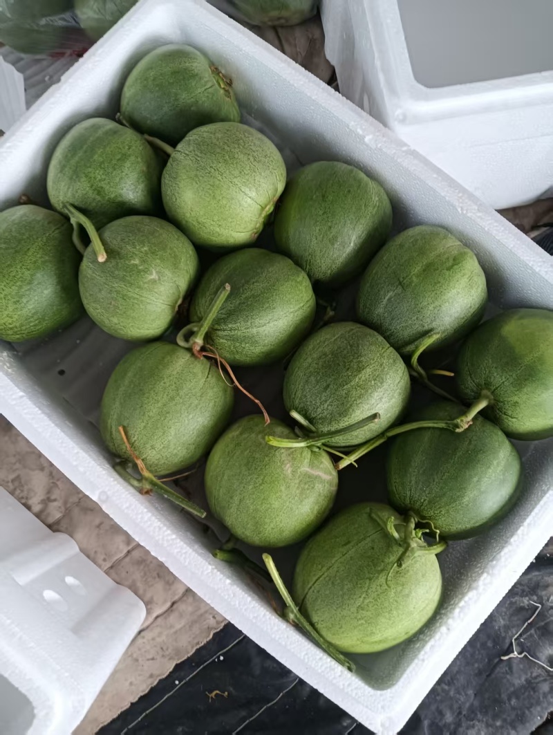 绿宝甜瓜山东甜瓜，产地一手货源，规格齐全，代发全国
