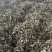 云南抱石莲干货产地直发量大从优欢迎来电咨询合作