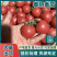 【精品】山东番茄粉桃春桃番茄大量特惠上市基地直发