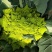 宝塔花菜种子青花椰菜种子螺丝菜耐寒抗病春秋种植