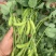 【优选】安徽翠绿宝毛豆大量上市大荚饱满鲜食毛豆产地批发