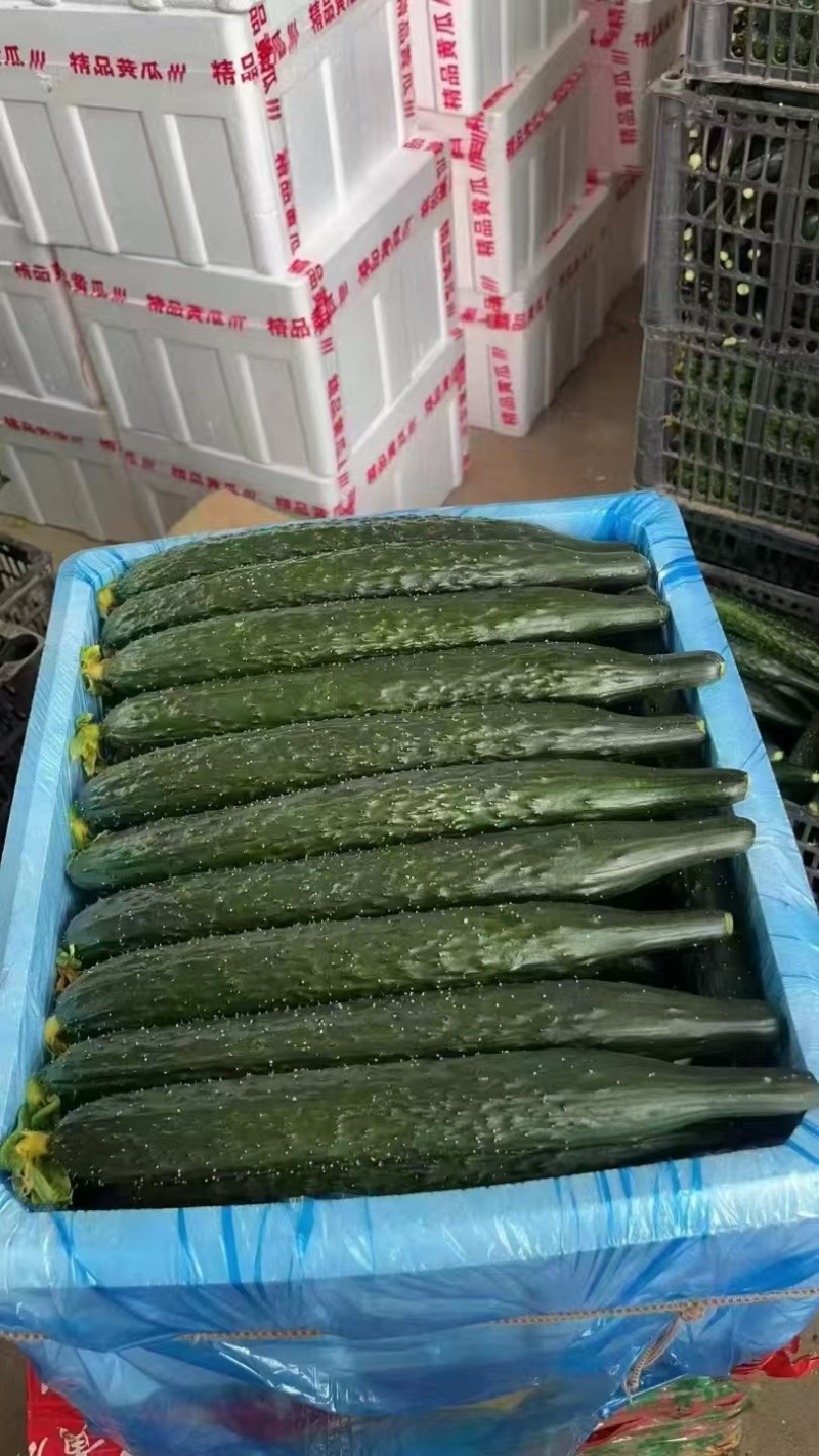 【热卖中】山东黄瓜密刺黄瓜规格齐全一手货源量大优惠