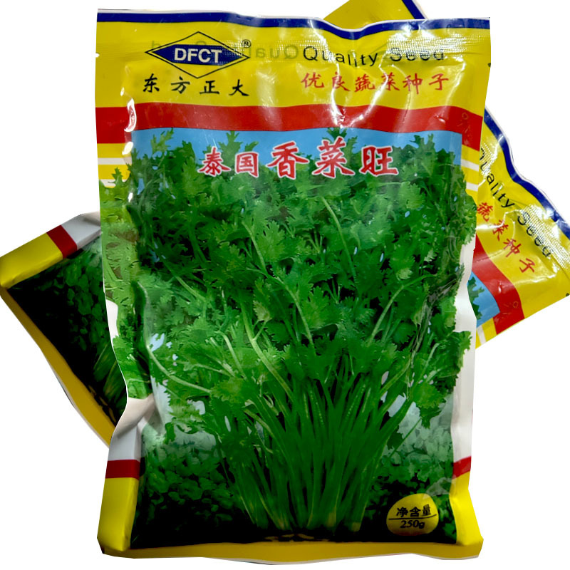 泰国香菜旺香菜种子晚抽苔大叶芫荽250g耐热耐寒耐抽苔