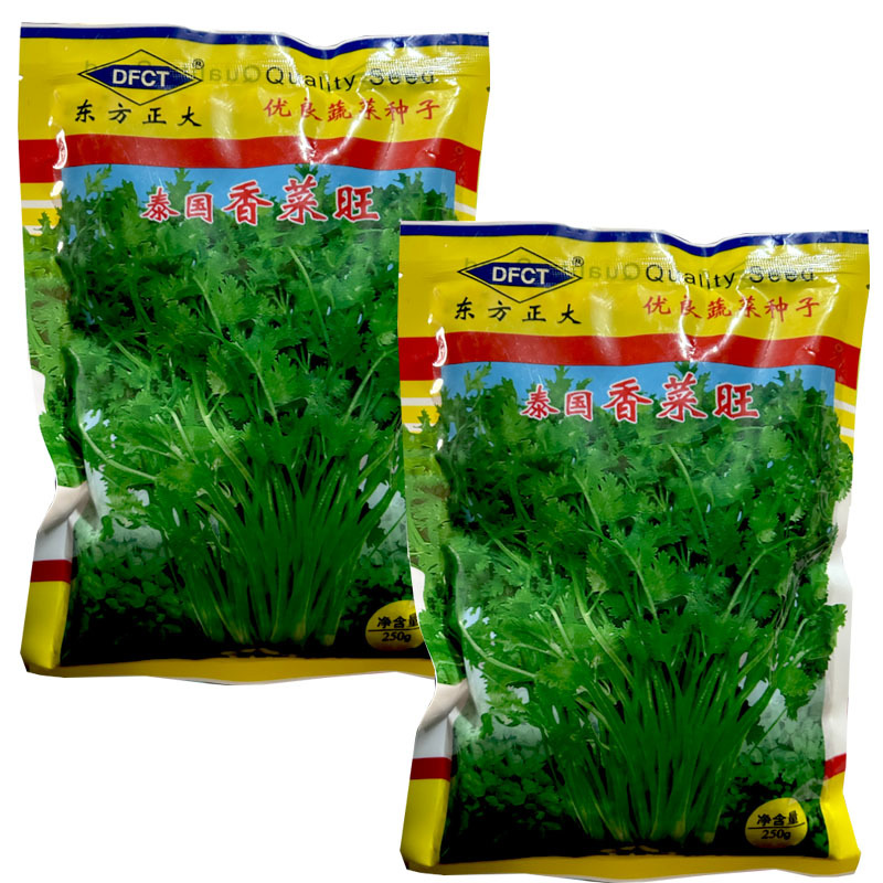 泰国香菜旺香菜种子晚抽苔大叶芫荽250g耐热耐寒耐抽苔