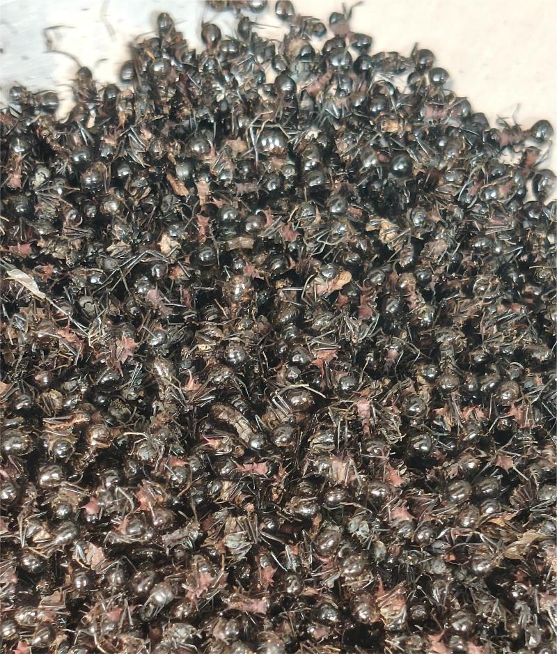 蚂蚁大货价80元/斤